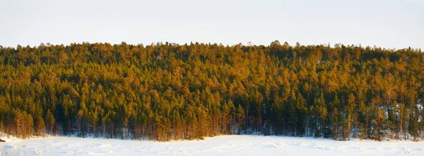 Вечнозеленый Сосновый Лес Закате Драматическое Голубое Небо Облака Светящиеся Облака — стоковое фото