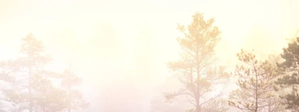 日出时在晨雾中闷热 幼小的松树和开满鲜花的森林地面 晴朗的天空 Idyllic景观 拉脱维亚Kemeri国家公园的环境保护 — 图库照片