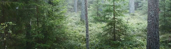 Görkemli çam ormanının içinden sisli bir yol. Yumuşak güneş ışığı, güneş ışınları. Panoramik görünüm