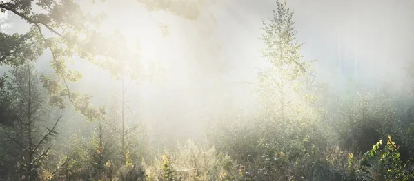 Mysterious Evergreen Forest Sunrise Golden Sunlight Sunbeams Fog Haze Pine — Stock Photo, Image