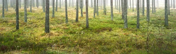 Sisli sonbahar ormanının panoramik manzarası. Yeşil çimenler, yerde kırmızı ve turuncu yapraklar, çalılar, bitkiler, uzun yosunlu çam ağaçlarının gövdeleri. Finlandiya 'da çevre koruma