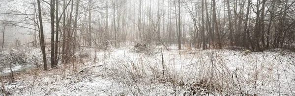 První Sníh Lese Finsko Temné Siluety Stromů Keřů Bílé Mlze — Stock fotografie