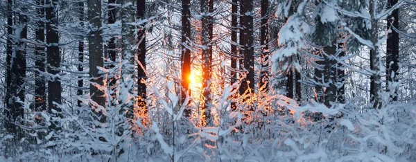 Paisaje Atmosférico Oscuro Bosque Siempreverde Cubierto Nieve Atardecer Luz Dorada — Foto de Stock