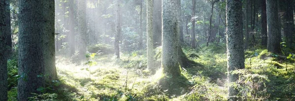 Güneş ışınları kozalaklı ağaç gövdelerinden gün doğumunda akıyor. Sabah sisinde bataklık yemyeşil bir orman. Genç köknar ve uzun çam ağaçları. Idyllic manzara. Finlandiya 'da çevre koruma