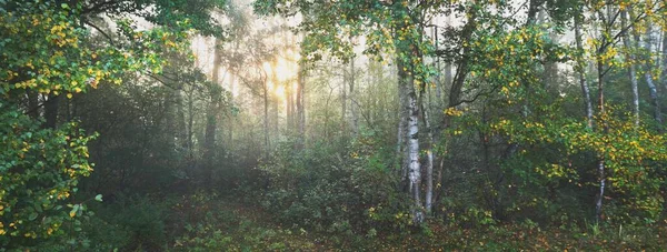 Färgglad Björkskog Vid Soluppgången Morgondimma Solljus Flödar Genom Trädstammarna Älvskogsscenen — Stockfoto