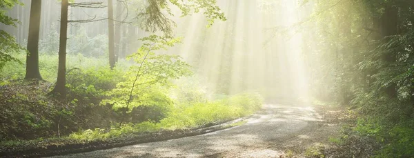 Vägen Går Majestätisk Skog Naturlig Tunnel Mäktiga Trädsiluetter Dimma Solstrålar — Stockfoto