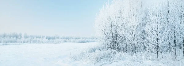 晴朗的日子里 可以看到覆盖着白雪的森林 旧城公园 的风景画 在霜冻特写中的树 冬天的仙境季节 气候变化 纯自然 — 图库照片