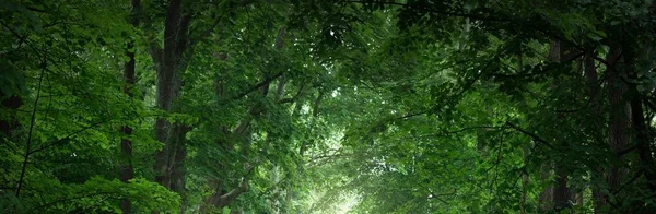 Могутні Дерева Ранковому Тумані Листяний Ліс Світанку Темний Атмосферний Ландшафт — стокове фото