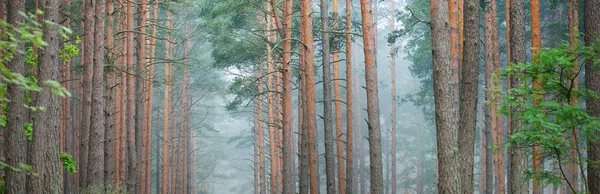 Sabahın sisinde güçlü ağaçlar. Görkemli Evergreen Ormanı. Atmosferik manzara. Çevre, çevre, yalnızlık, karanlık, kuzey ormanları