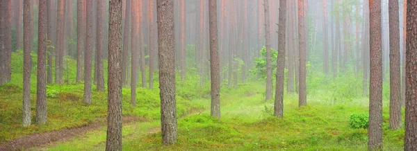 Floresta Perene Majestosa Num Nevoeiro Fortes Silhuetas Pinheiro Abeto Paisagem — Fotografia de Stock