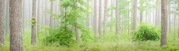 雄伟的常绿森林在大雾中 雄伟的松树和云杉树轮廓的特写 大气梦幻般的风景柔和的光 大自然 童话故事全景视图 — 图库照片