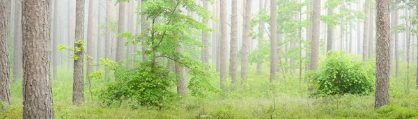 Majestic Evergreen Forest Fog Mighty Pine Spruce Tree Silhouettes Close — Stock Photo, Image