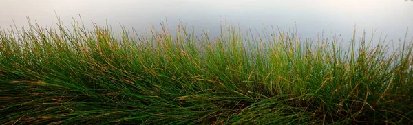 Paesaggio Pittoresco Del Lago Foresta Una Fitta Nebbia Bianca Riflessioni — Foto Stock