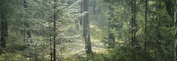 Vägen Genom Kullarna Den Mörka Vintergröna Skogen Tallskog Gran Gran — Stockfoto