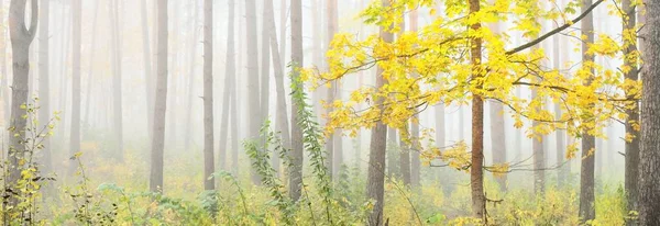 Paysage Atmosphérique Forêt Feuilles Persistantes Dans Brouillard Lever Soleil Pin — Photo