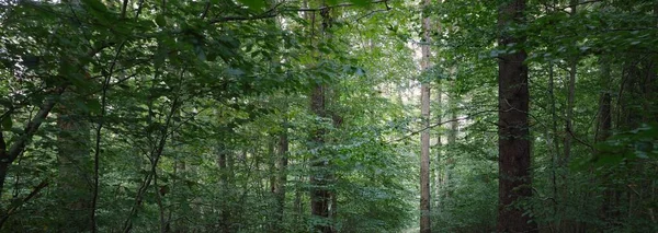 Puissants Hêtres Verts Anciens Troncs Arbres Début Automne Lumière Soleil — Photo