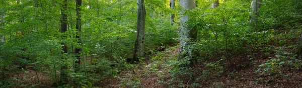 Picturesque Scenery Dark Green Beech Forest Mighty Tree Trunks Close — Stockfoto