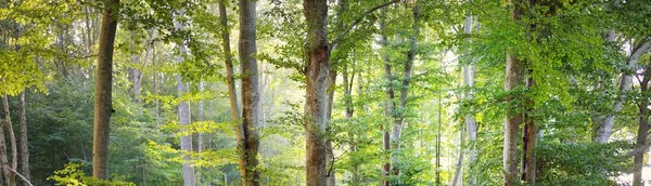 Panoramatický Výhled Majestátní Lesopark Měkké Sluneční Světlo Idylická Krajina Příroda — Stock fotografie