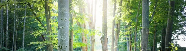 Picturesque Scenery Dark Green Beech Forest Mighty Tree Trunks Close — Fotografia de Stock