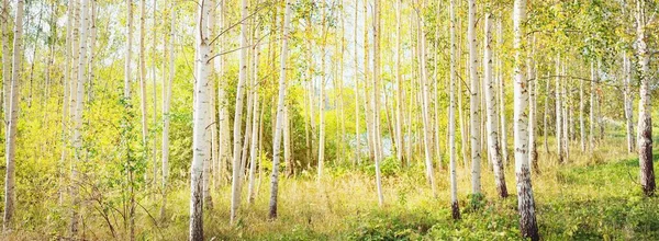 Malebná Scenérie Zlatého Břízového Lesa Jasného Slunečného Dne Počátkem Podzimu — Stock fotografie