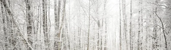 Kar fırtınasından sonra bataklık ormanı. İlk kar. Ağaç donundaki ağaçlar. Kış Harikalar Diyarı. Mevsimler, ekoloji, çevre koruma, doğa. Monokrom görüntüsü. Atmosferik manzara
