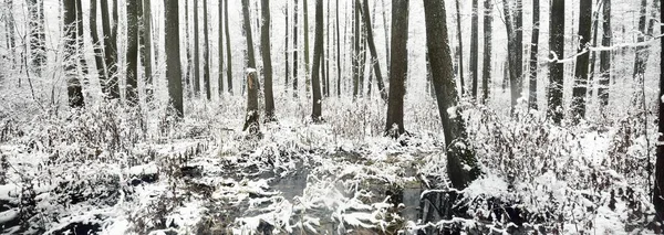 Болотный Лес После Метели Первый Снег Деревья Инее Зимняя Страна — стоковое фото