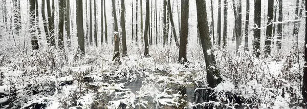 Foresta Paludosa Dopo Una Bufera Prima Neve Alberi Una Brina — Foto Stock