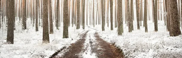 Parcours Travers Forêt Feuilles Persistantes Après Blizzard Puissants Arbres Couverts — Photo