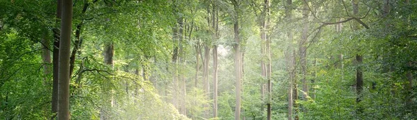 Floresta Faia Misteriosa Escura Árvores Fortes Luz Solar Através Dos — Fotografia de Stock