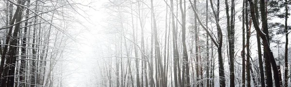 Forest Blizzard First Snow Trees Hoarfrost Winter Wonderland Seasons Ecology — 图库照片