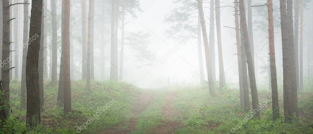 Pathway through the majestic evergreen forest. Mysterious fog. Fir, spruce, pine trees. Idyllic summer scene. Nature, ecology, environmental conservation. Dark atmospheric landscape. Panoramic view