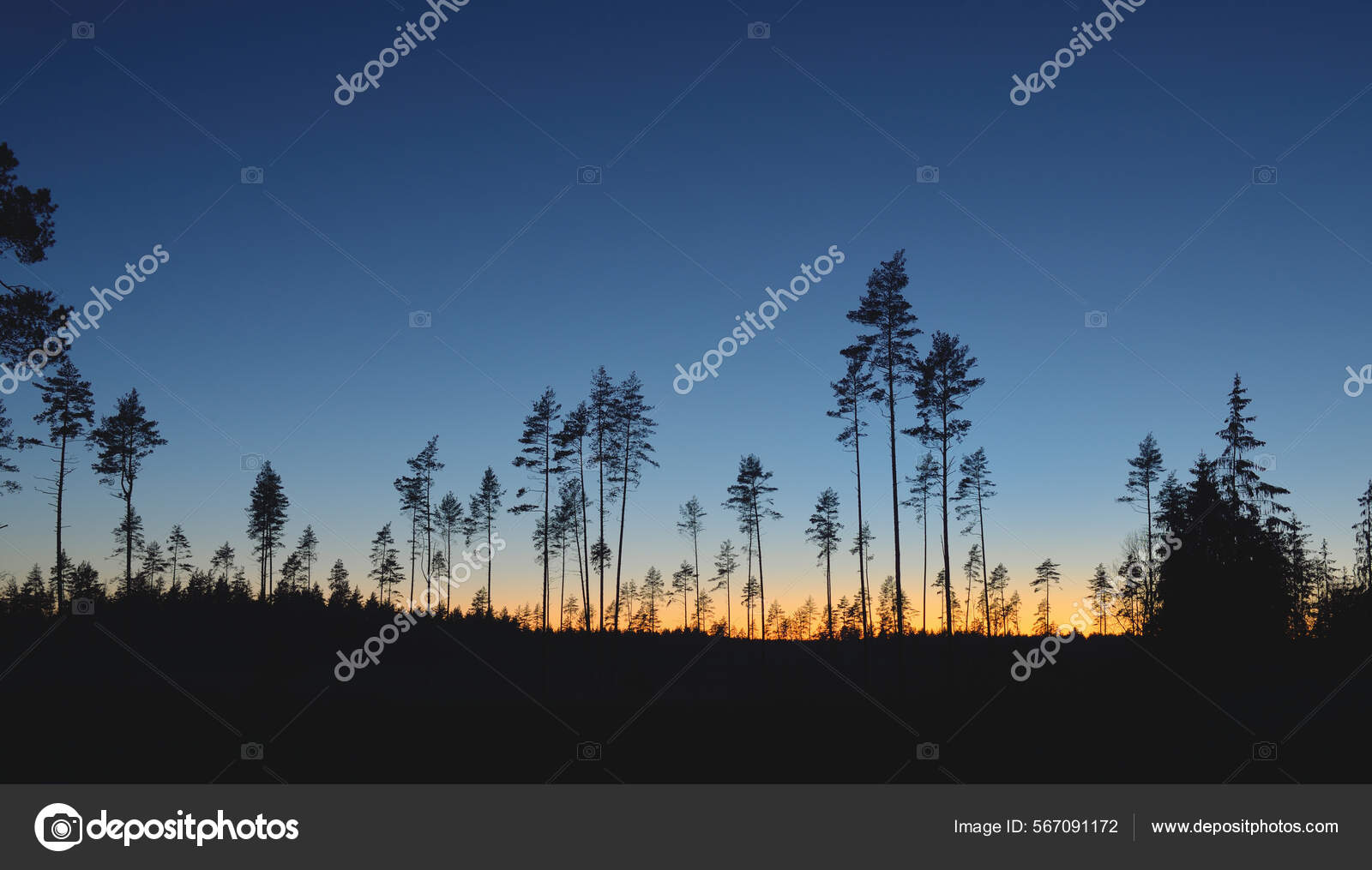 日落时的常绿森林高大松树的黑色轮廓晴朗的天空大气景观环境保护再造林——图库图片© alex.stemmer #567091172, image size:1600x1015