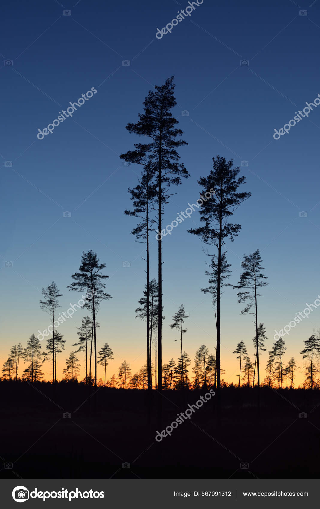 日落时的常绿森林高大松树的黑色轮廓晴朗的天空大气景观环境保护再造林——图库图片© alex.stemmer #567091312, image size:1068x1700