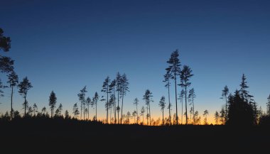 Günbatımında Evergreen Ormanı. Güçlü çam ağaçlarının karanlık siluetleri. Gökyüzü açık. Atmosferik manzara. Doğa, çevre koruma, ormanların tahrip edilmesi, yeniden ağaçlandırılması