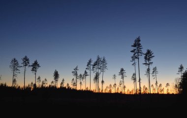 Evergreen forest at sunset. Dark silhouettes of mighty pine trees. Clear sky. Atmospheric landscape. Nature, environmental conservation, deforestation, reforestation