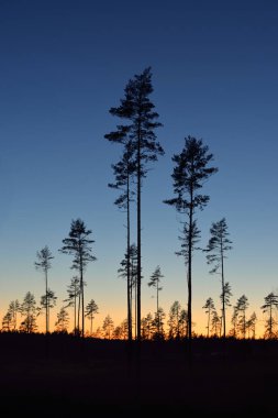 Günbatımında Evergreen Ormanı. Güçlü çam ağaçlarının karanlık siluetleri. Gökyüzü açık. Atmosferik manzara. Doğa, çevre koruma, ormanların tahrip edilmesi, yeniden ağaçlandırılması