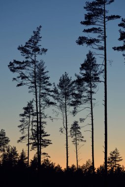 Evergreen forest at sunset. Dark silhouettes of mighty pine trees. Clear sky. Atmospheric landscape. Nature, environmental conservation, deforestation, reforestation