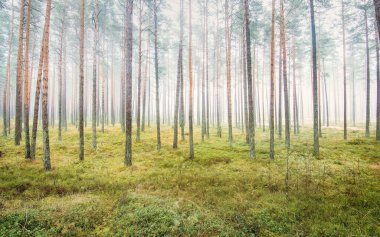 Beyaz bir sis içinde her zaman yeşil olan ormanın içinden geçen bir yol. Çam ağaçları, yosun, eğrelti otu, bitkiler. Resimli panoramik manzara. Sonbahar, kışın başlangıcı. Saf doğa, çevresel koruma, ekoloji