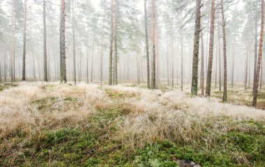 Beyaz bir sis içinde her zaman yeşil olan ormanın içinden geçen bir yol. Çam ağaçları, yosun, eğrelti otu, bitkiler. Resimli panoramik manzara. Sonbahar, kışın başlangıcı. Saf doğa, çevresel koruma, ekoloji