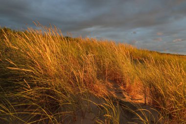Dramatik günbatımı gökyüzü, Baltık deniz kıyısında fırtına bulutları. Kum çimi (Ammophila). Yumuşak güneş ışığı, altın saat. Doğa, çevre, ekoloji, botanik