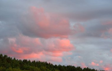 Sunset sky, glowing pink and golden clouds after the storm. Forest, tree silhouettes. Dramatic cloudscape. Concept art, meteorology, heaven, peace, graphic resources, picturesque panoramic scenery