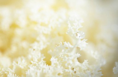 Yeşil bir yaz bahçesinde dekoratif süs lahana (beyaz lahana). Çiy damlaları, yumuşak güneş ışığı. Doğal dokular. Peyzaj, bahçıvanlık, kırsal, çiftlik, çiçekçilik.