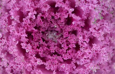 Yeşil bir yaz bahçesinde dekoratif lavanta lahanası (lavanta lahanası). Çiy damlaları, yumuşak güneş ışığı. Doğal dokular. Peyzaj, bahçıvanlık, kırsal, çiftlik, çiçekçilik.