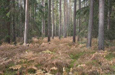 Sonsuz yeşil ormanın içinden geçen yol. Güçlü çam ve çam ağaçları, altın eğreltiotu yaprakları, yosunlar, bitkiler. Yumuşak güneş ışığı. Atmosferik manzara. Sonbahar renkleri. Doğa, mevsimler, ekoloji, ekotuizm