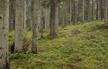 Görkemli Evergreen Ormanı 'nın tepelerinden geçen yol. Güçlü çam ve çam ağaçları. Yumuşak altın gün batımı ışığı. Idyllic sonbahar sahnesi. Doğa, mevsimler, çevre, eko-turizm