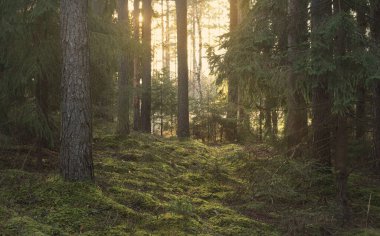 Görkemli Evergreen Ormanı 'nın tepelerinden geçen yol. Güçlü çam ve çam ağaçları. Yumuşak altın gün batımı ışığı. Idyllic sonbahar sahnesi. Doğa, mevsimler, çevre, eko-turizm