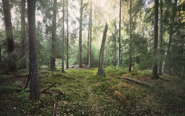 Görkemli Evergreen Ormanı 'nın tepelerinden geçen yol. Güçlü çam ve çam ağaçları. Yumuşak altın gün batımı ışığı. Idyllic sonbahar sahnesi. Doğa, mevsimler, çevre, eko-turizm