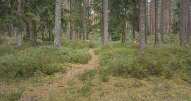 Görkemli Evergreen Ormanı 'na giden yol. Güçlü çam ve çam ağaçları, yosun, eğrelti otu, bitkiler. Sis. Bulutlu bir gün. Atmosferik manzara. Doğa, çevre, ekoloji. İsveç, İskandinavya