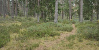 Görkemli Evergreen Ormanı 'na giden yol. Güçlü çam ve çam ağaçları, yosun, eğrelti otu, bitkiler. Sis. Bulutlu bir gün. Atmosferik manzara. Doğa, çevre, ekoloji. İsveç, İskandinavya