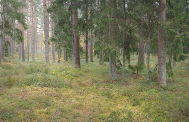 Görkemli Evergreen Ormanı 'nın panoramik manzarası. Güçlü çam ve çam ağaçları, yosun, eğrelti otu, bitkiler. Sis, sis, yumuşak güneş ışığı. Atmosferik manzara. Doğa, çevre, ekoloji. İsveç, İskandinavya